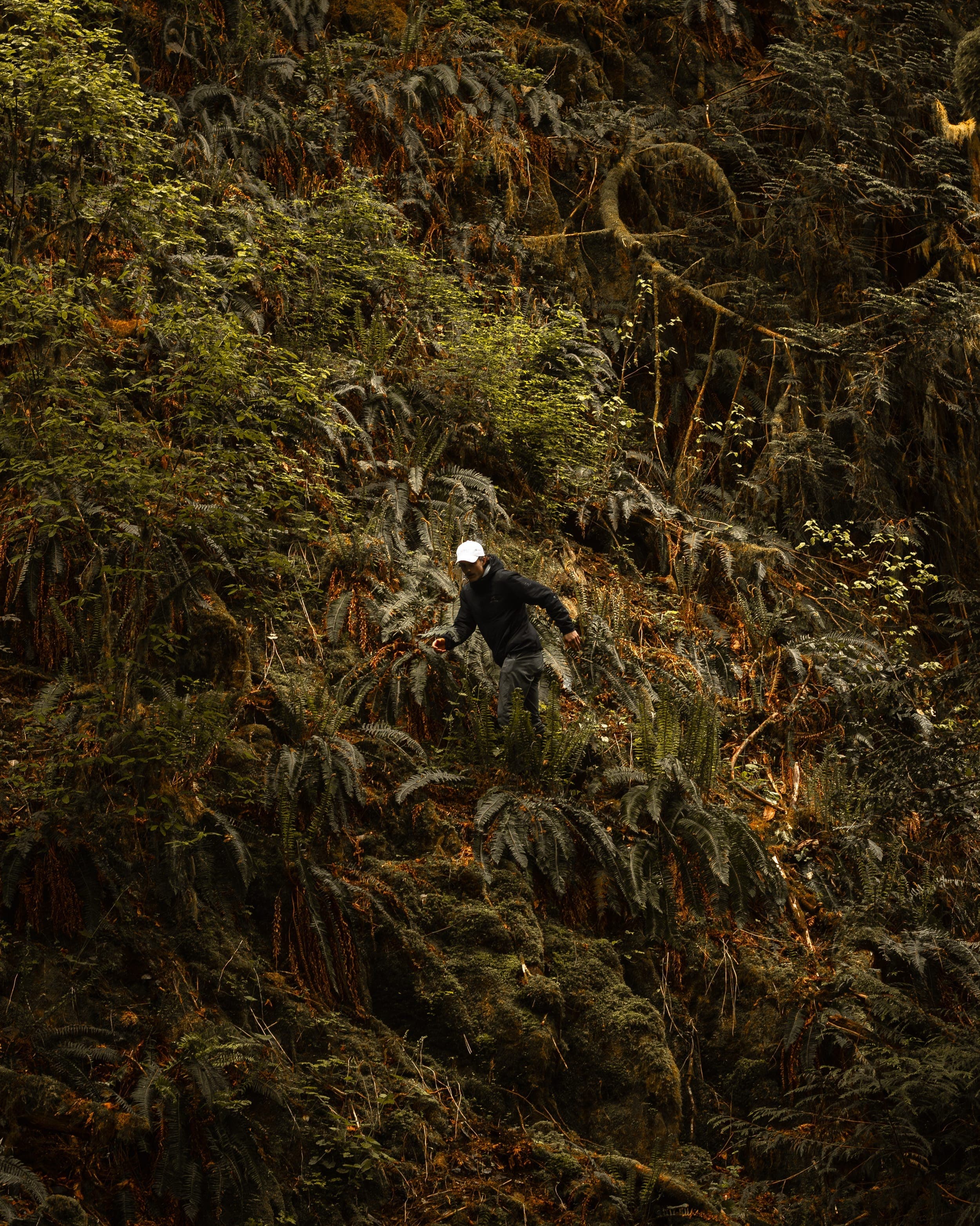 Old-growth forest on Vancouver Island where our wood begins
